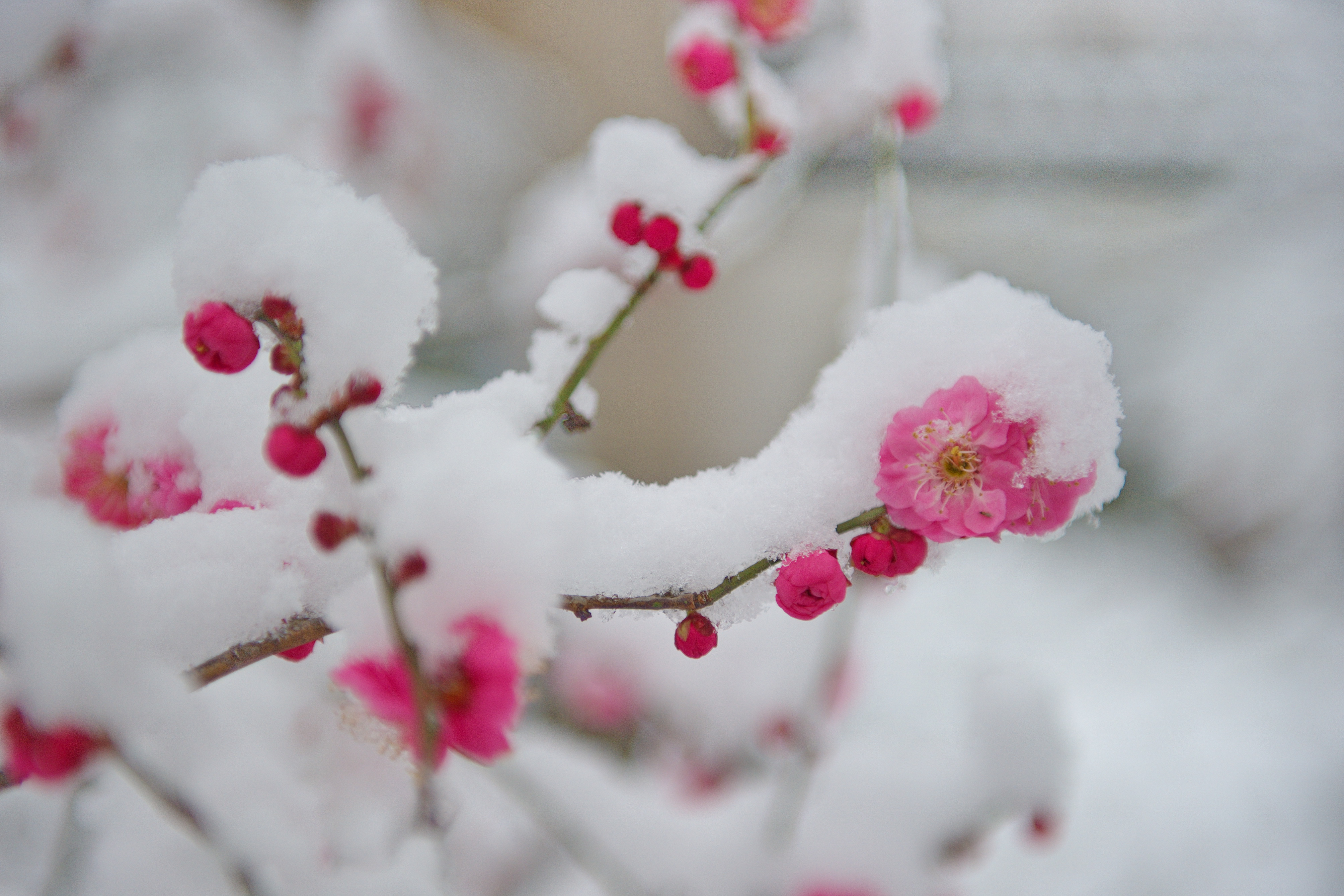 摄影作品：《雪中寒梅》(镇江南 赵成花）.jpg